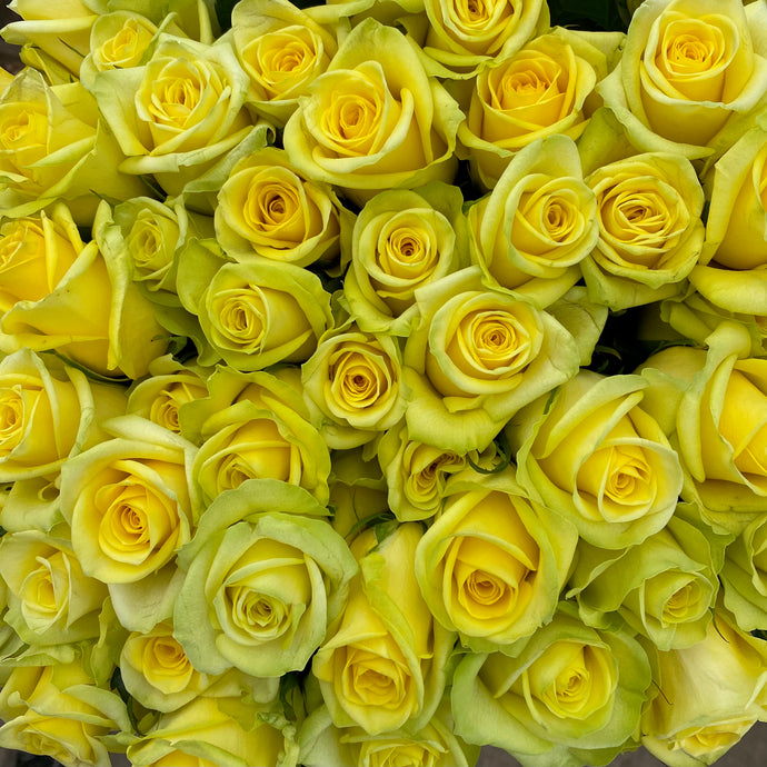 Roses - Yellow and Orange – Tamar Valley Roses Farm