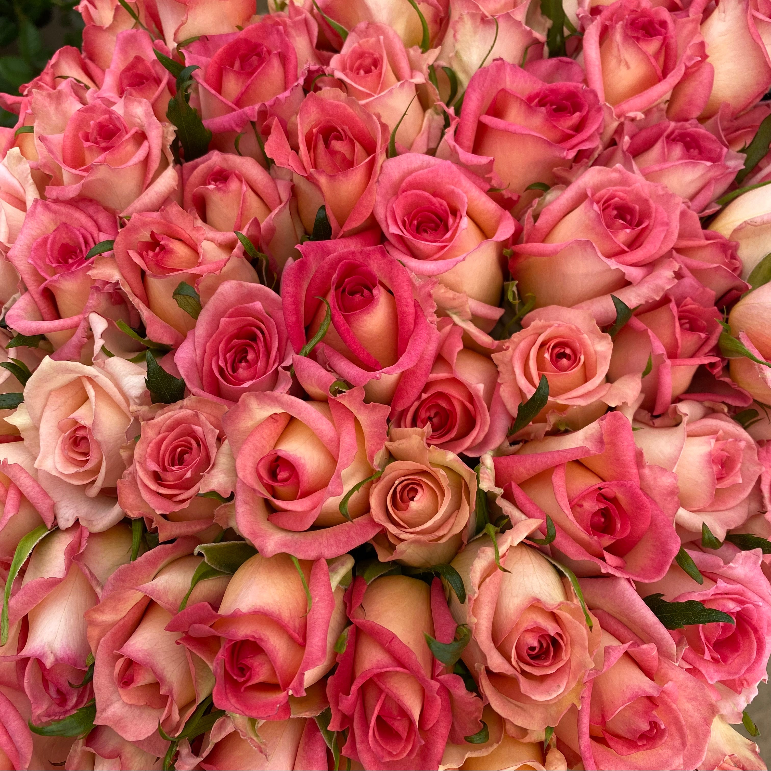 Spring Vale Rose Bingo® Spring – Tamar Valley Roses Farm