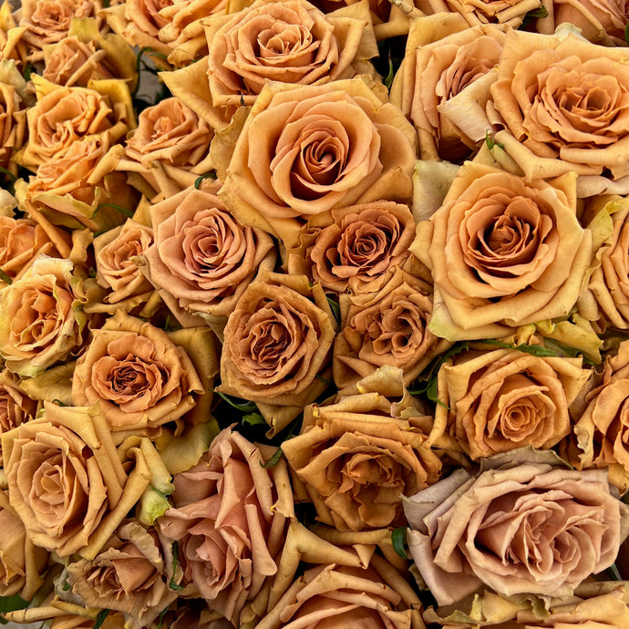 Roses - Earth Tones – Tamar Valley Roses Farm